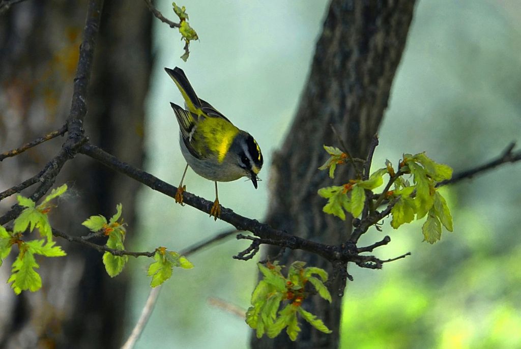 Le piume erettili del fiorrancino (Regulus ignicapillus)